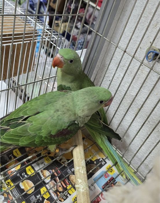 Grande alexandre/caturras