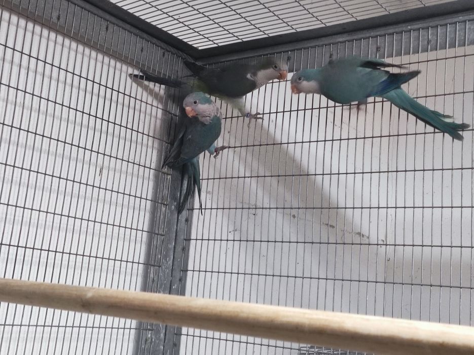 Casal disponível não congénito com toda a decomentacao