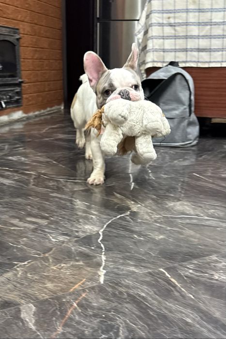 Французький бульдог шукає родину