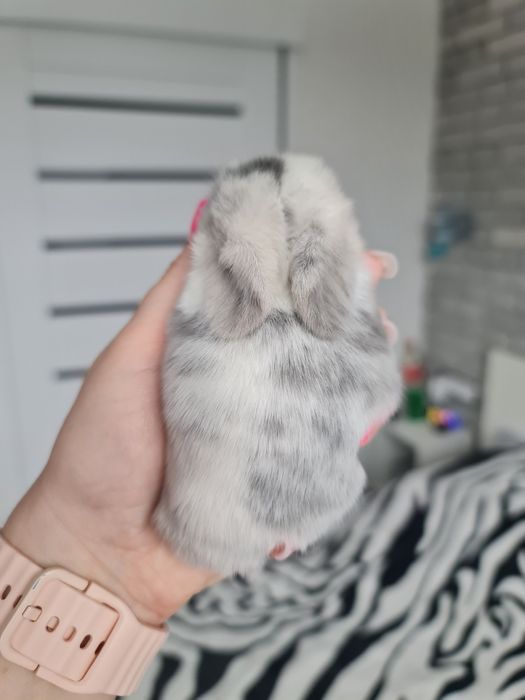 Mini lop królik króliczek miniaturka hodowla transport