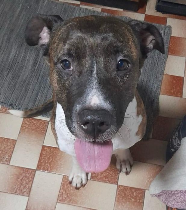 Cadelinha raçada de pitbull