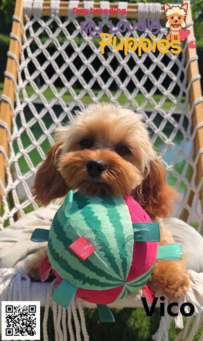 Maltipoo chłopiec Vico