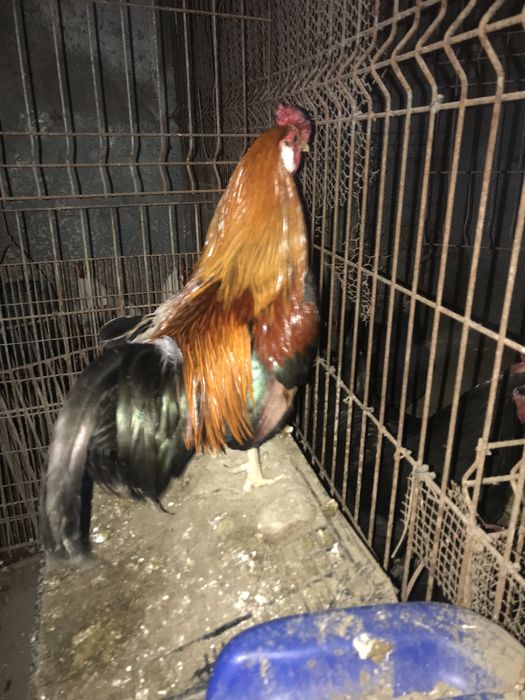 Trio de coquichos “palheiros”