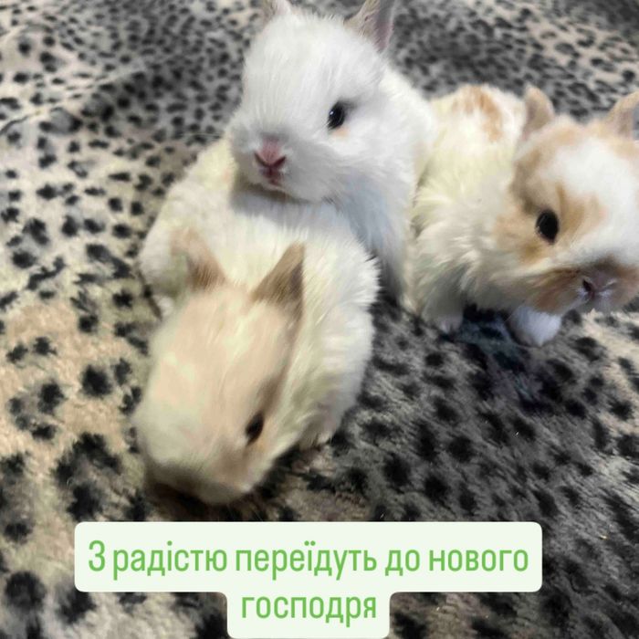 Продам кроликів різних порід