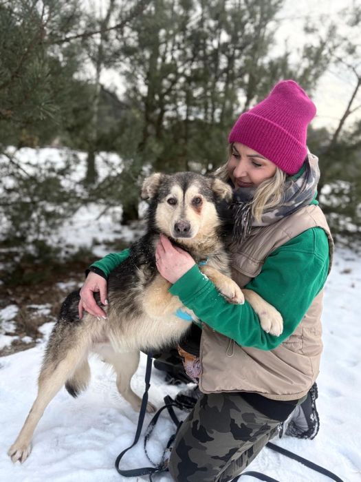 Bryś - kundelek w typie husky do adopcji ze schroniska