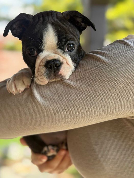 Boston Terrier szczeniak - chłopiec