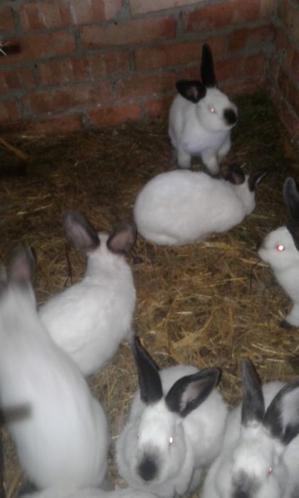 Чиста порода кролів: термондська біла, полтавське срібло, каліфорнія