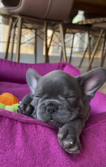 Бульдожки дівчинка та хлопчик