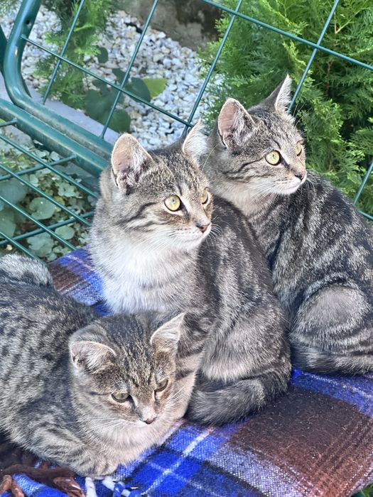 Віддамо котиків у добрі та люблячі руки