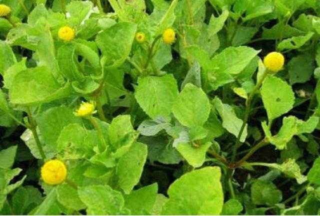 kit sementes insolitas