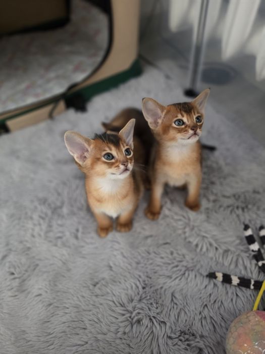 Kot abisynski kotek abisynski kociak