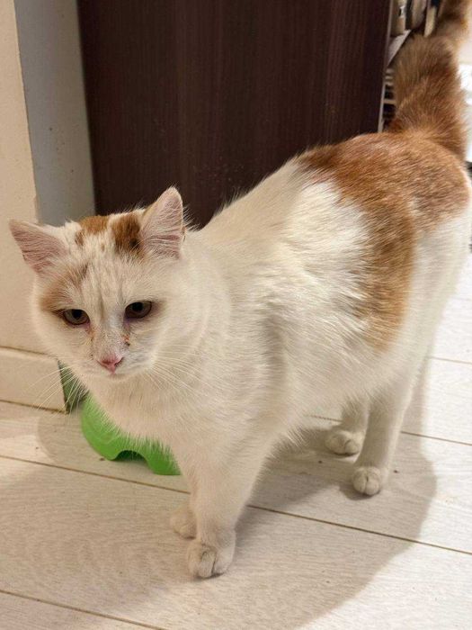 ніжний кіт,дуже лагідний котусик ,молодий котик