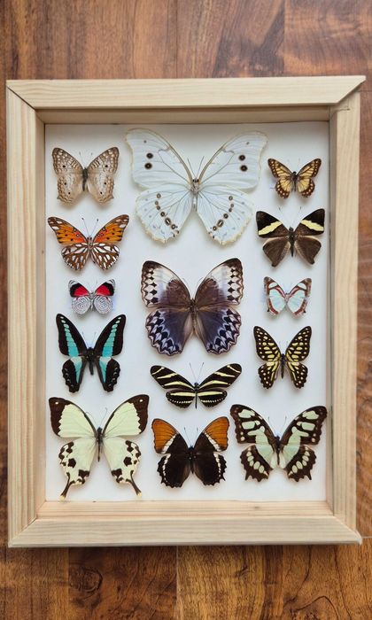 Gablotka motyle Morpho polyphemus Stichophthalma i inne na ścianę