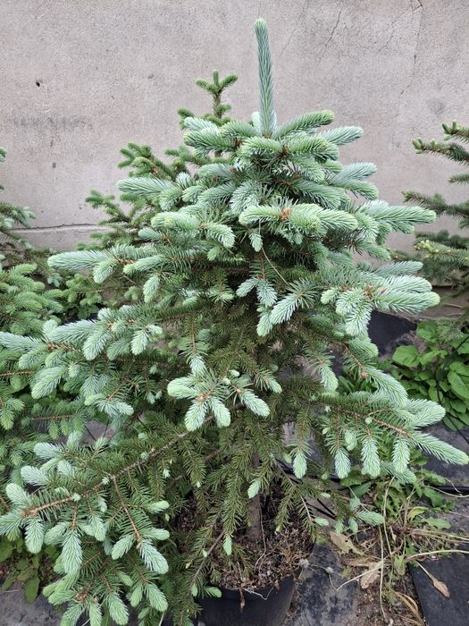 Świerk kłujący, serbski, jodła balsamiczna , koreańska, tuja szmaragd