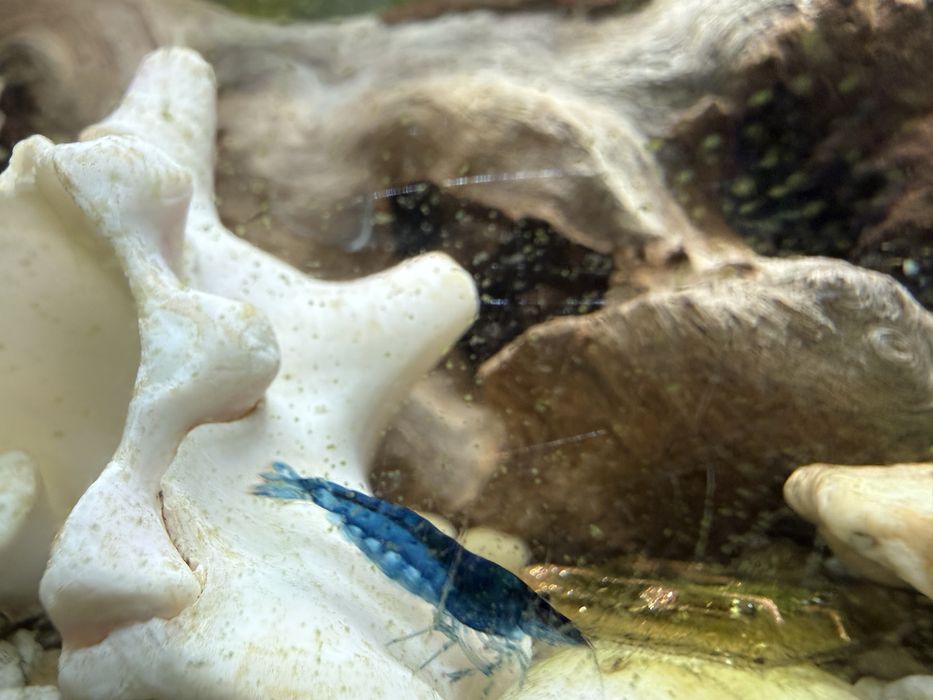 Camarões Neocaridina Blue Dream