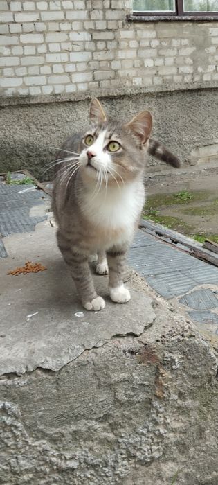 Безкоштовно котик