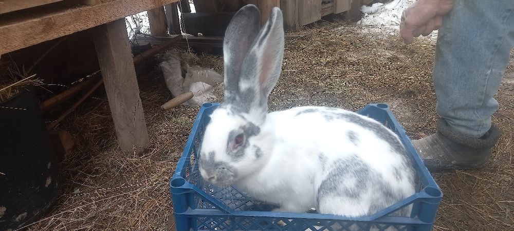 Продам кроликів різних порід,самки і самці.