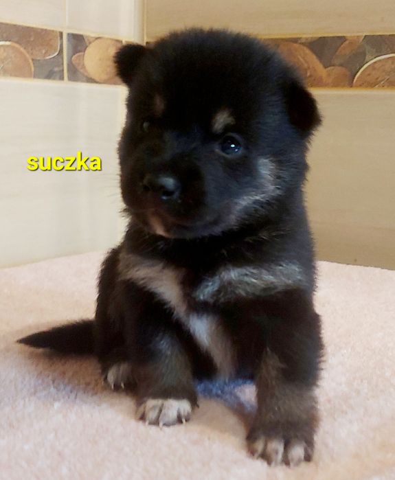 Shiba inu suczka black and tan