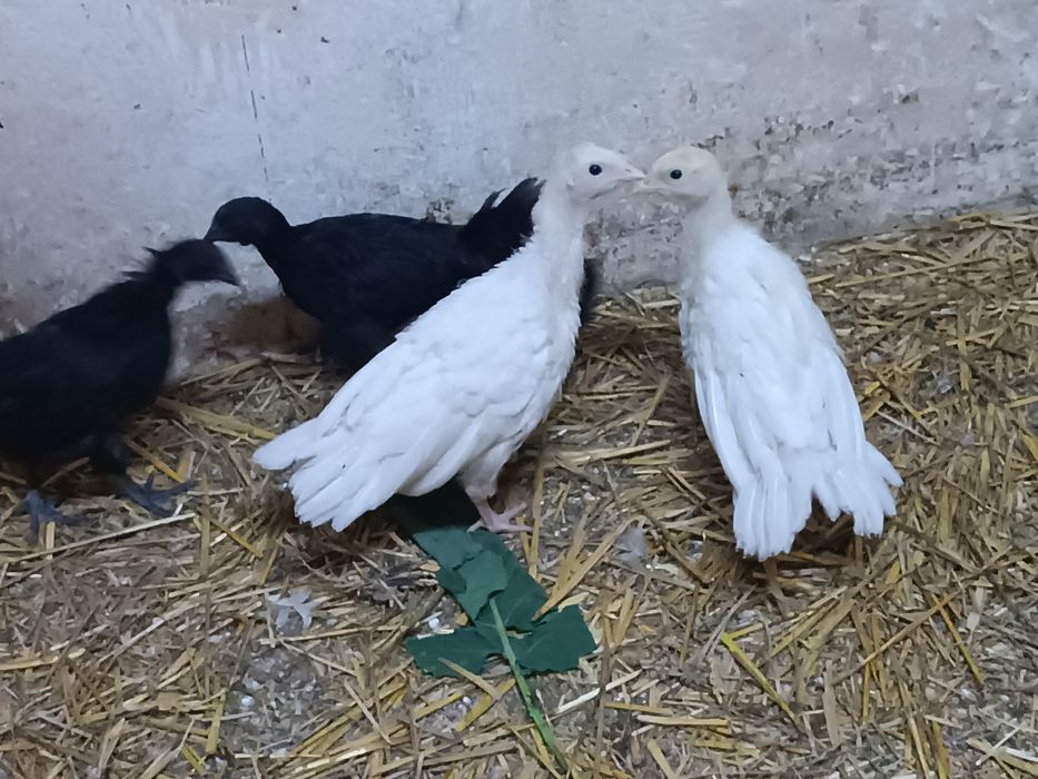 Młode indyki 2 szt białe 7tyg Kurczaki Ayyam Cemani 2 szt