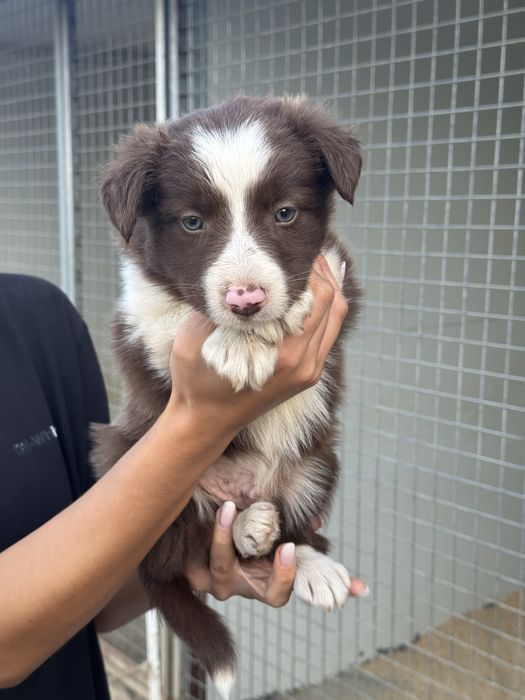 Border Collie castanho