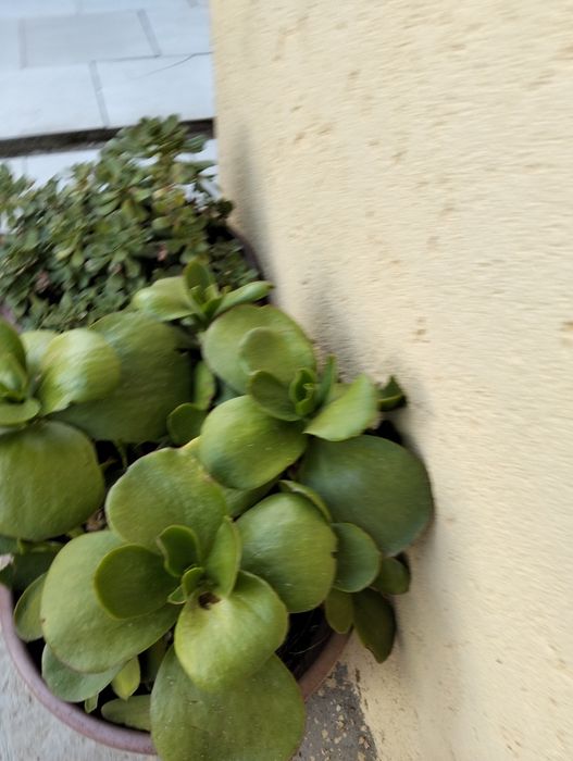 Cactos diversos.