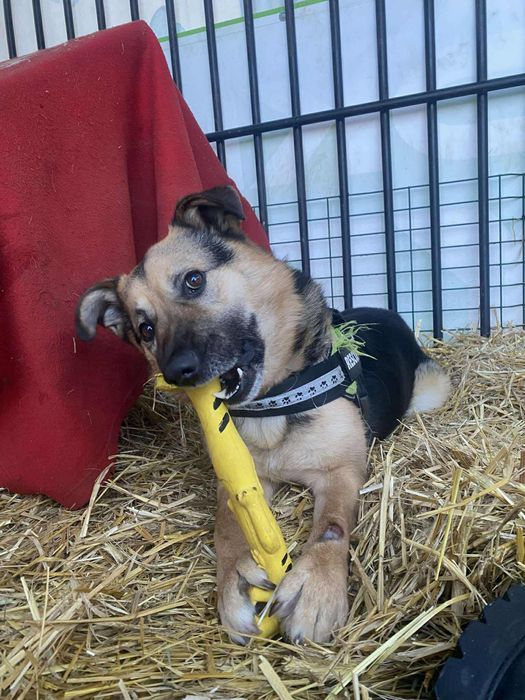 pies do adopcji za darmo
