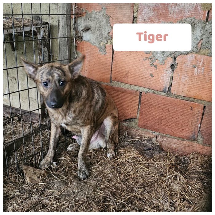 Cão jovem e meigo para adoção responsável