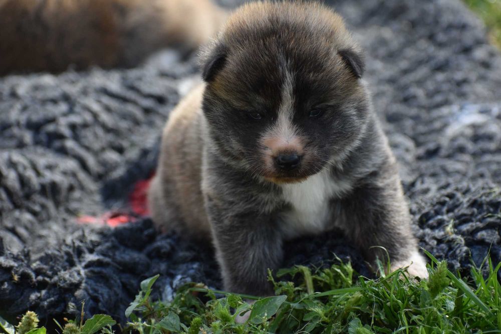 Akita Inu, Akita Japońska - FCI/ZKwP