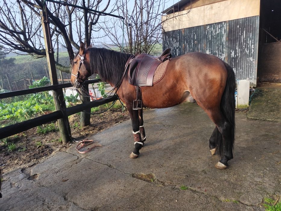 Poldro letra R 4 anos