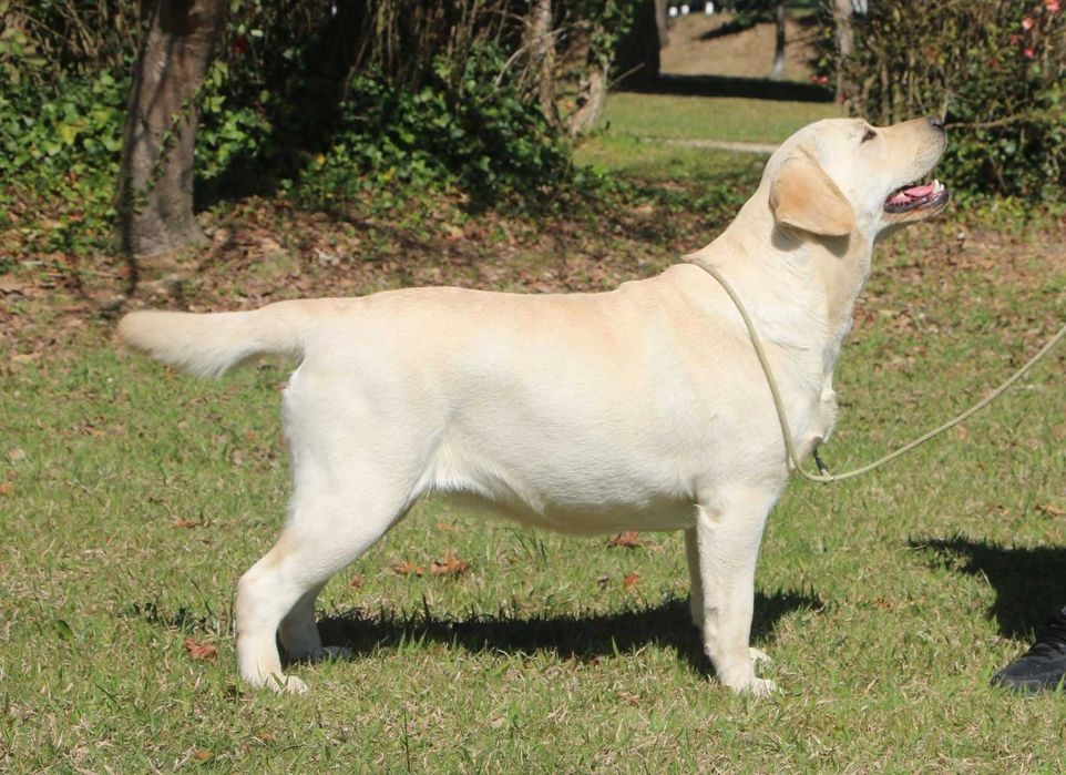 Cachorra Labrador Retriever Preta filha de Junior World Winner/Multi Campeão