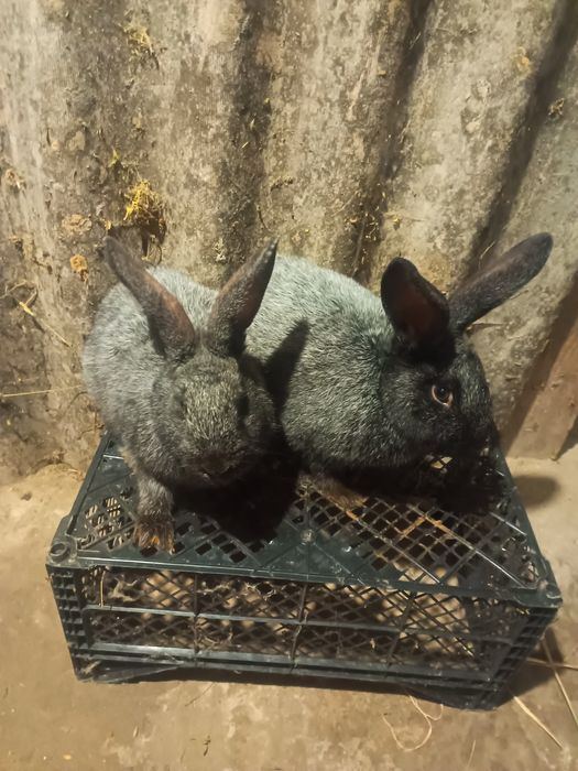 Продам кролики різних порід