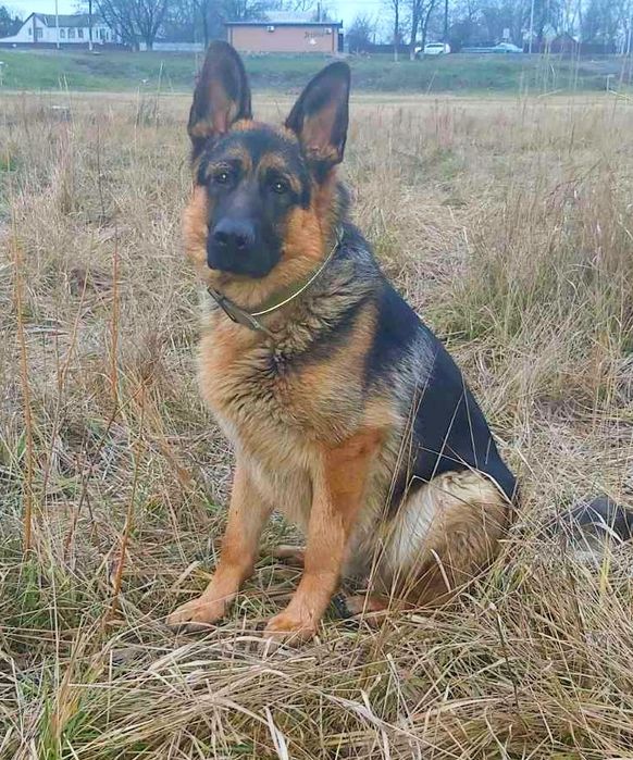 Пропоную для в'язки кобеля німецької вівчарки Київська обл.