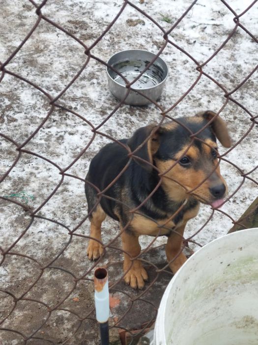 Szczeniak szuka domu