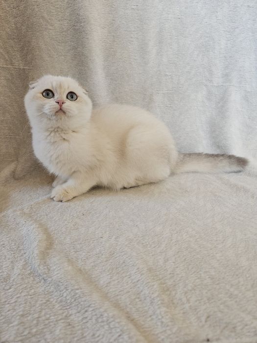 Шотландські кошенята