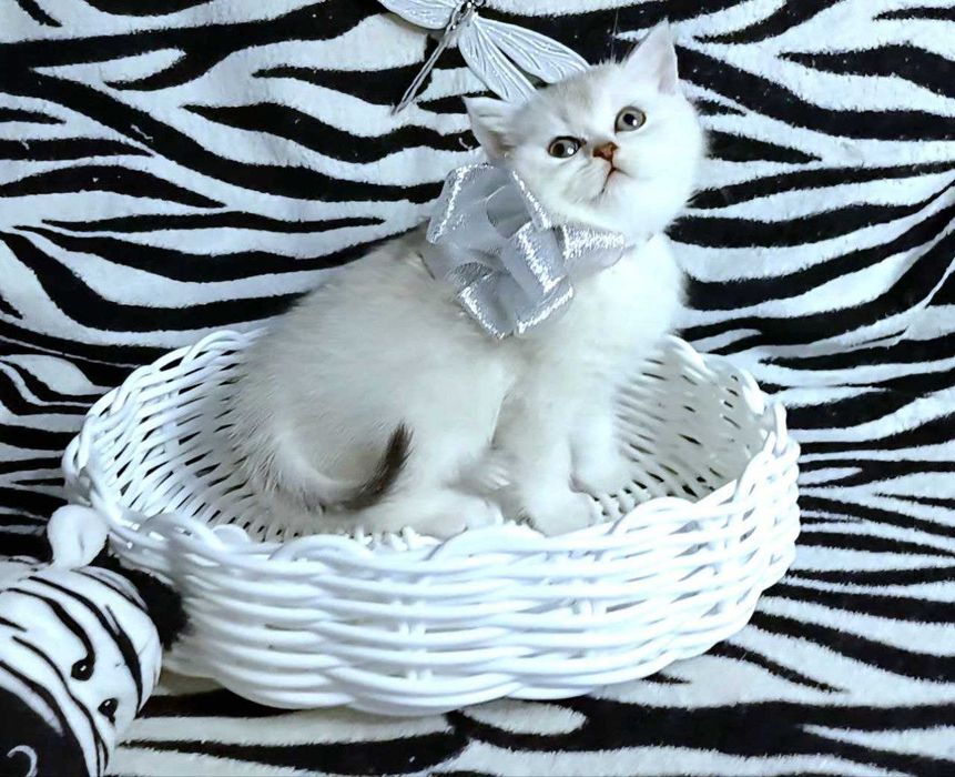 Срібні шотландські . Чистокровні кошенята