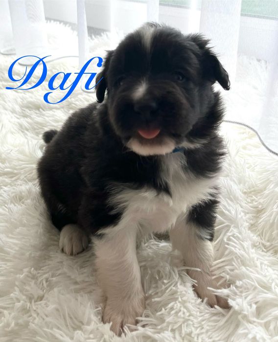 Piesek Border Collie