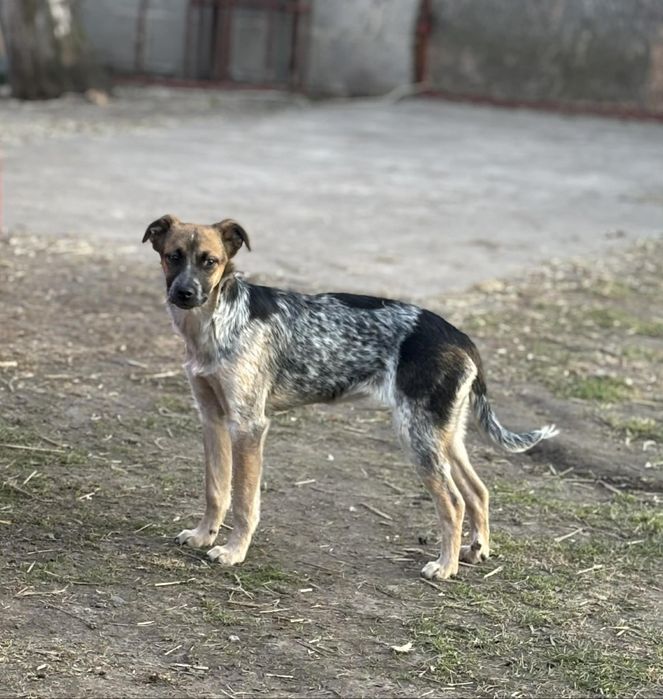 Oddam kundelki w dobre ręce