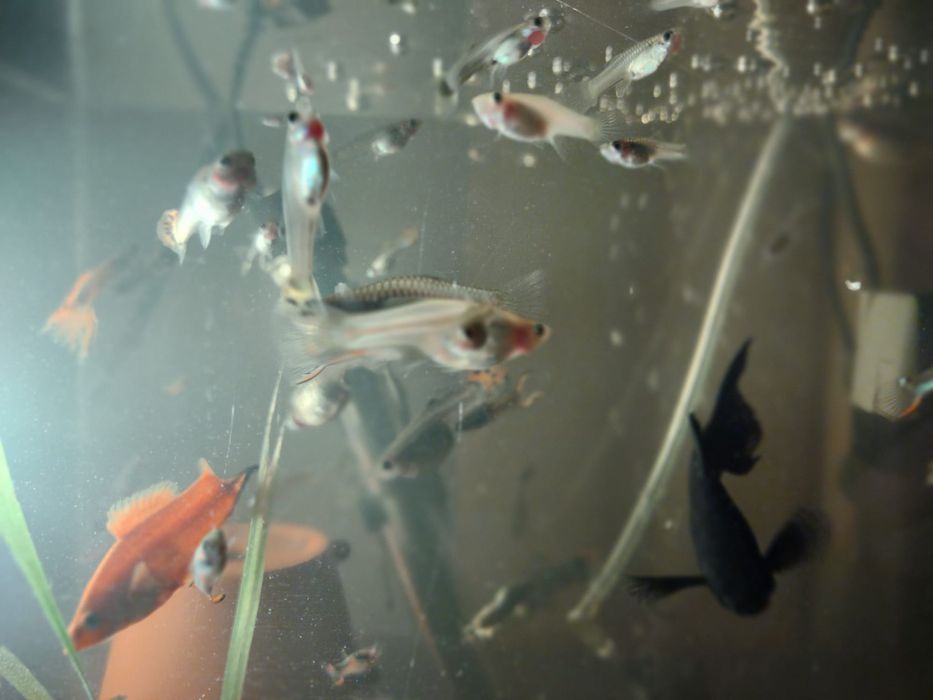 Gupiki,rybki z własnej hodowli