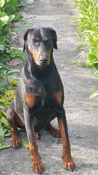 Doberman procura namorada