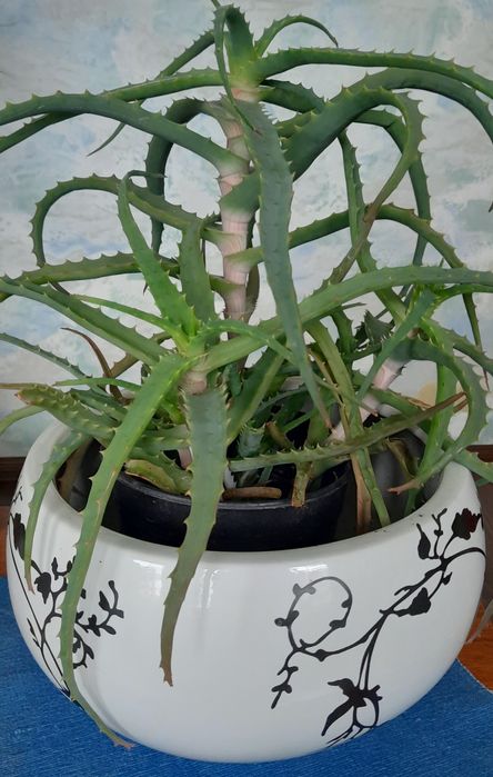 Кімнатні квіти великий вибір