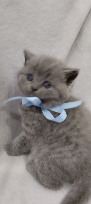 Шотландські кошенята 1,5 місяця