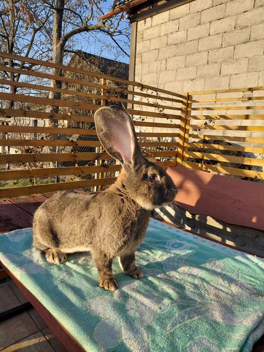 Królik Belg olbrzym