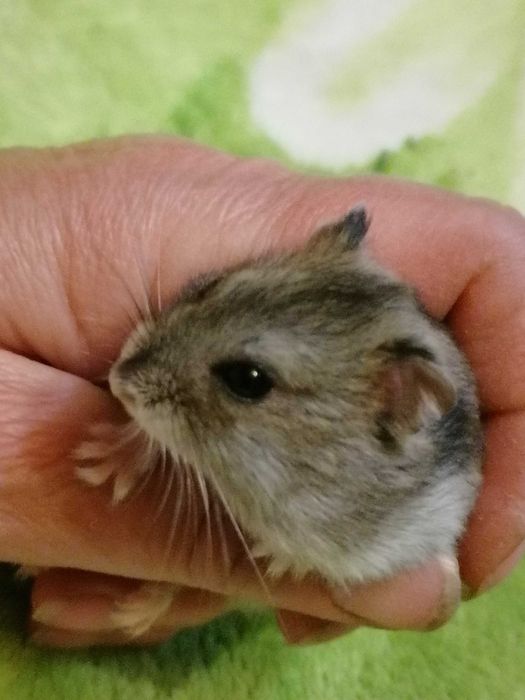 Джунгарики - Хомяк джунгарский - Хомячок - Хомяки много
