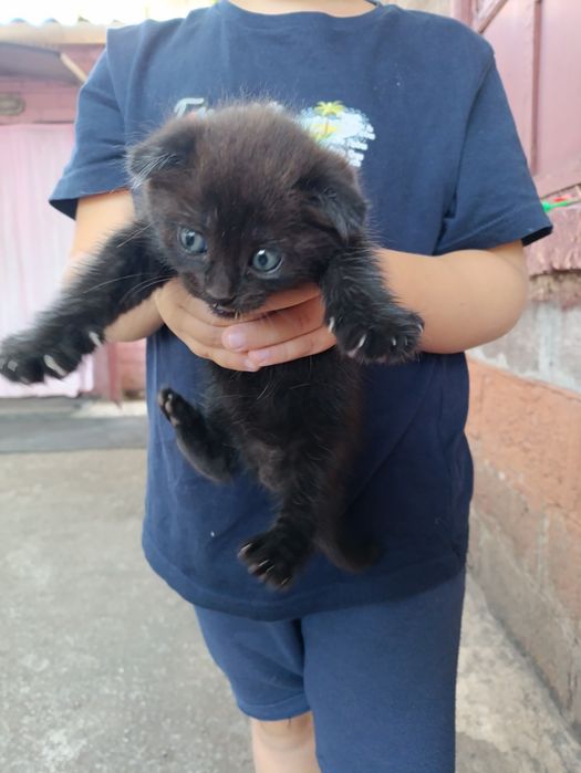 Котенок веслоухий мальчик
