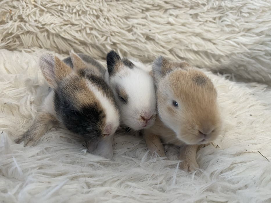 Królczek Mini Lop