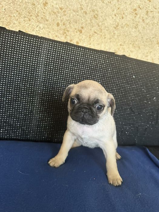 Продам Щенки Мопсики