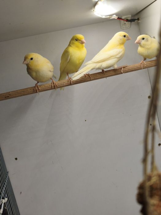 Kanarki samce, samice