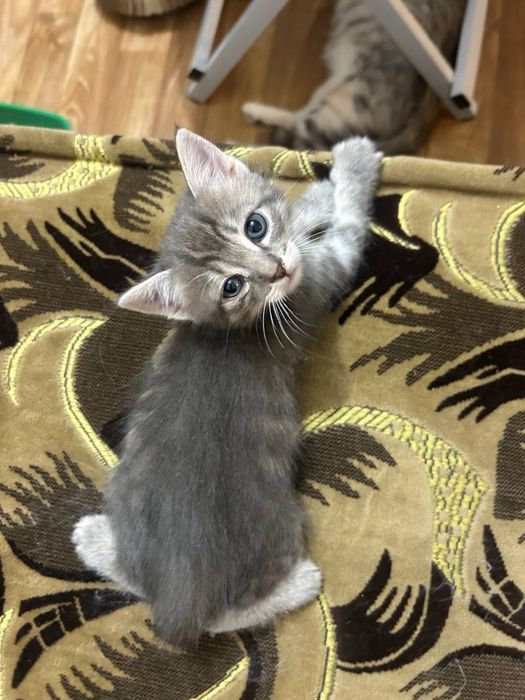 Кошенятко в сім'ю