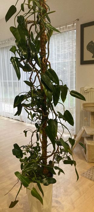 Piękny, zadbany, zdrowy filodendron