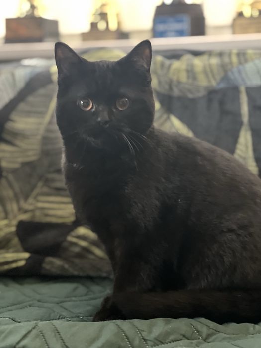 Kot brytyjski - kocur, czekoladowy